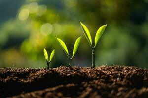 des arbres croissance sur le sol photo