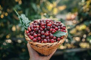 Cerise café des haricots dans une panier photo