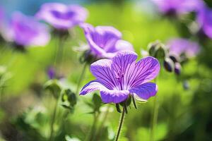 ai généré géranium wilfordii fleur. ai généré photo