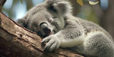 ai généré koala endormi dans arbre. ai généré photo