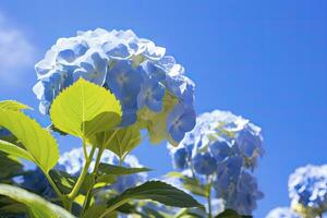 ai généré bleu français hortensia en dessous de bleu ciel. ai généré photo