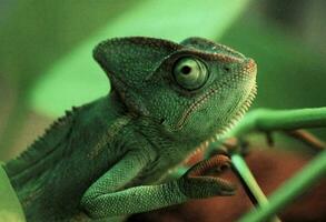 une vert chamelon lézard est séance sur une feuille photo