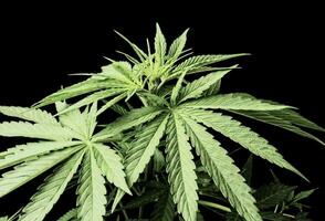une cannabis plante est montré contre une noir Contexte photo