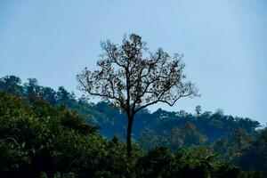 une seul arbre des stands dans le milieu de une forêt photo