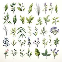 ai généré collection de aquarelle herbes clipart sur blanc Contexte. ai généré photo