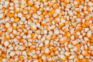 en bonne santé séché blé des graines aussi connaître comme makki photo