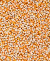 en bonne santé séché blé des graines aussi connaître comme makki photo