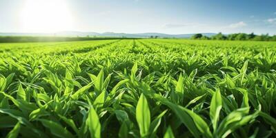 ai généré champ de vibrant vert biocarburant cultures. ai généré. photo