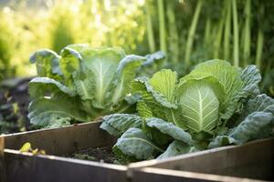 ai généré Frais biologique Bruxelles choux croissance dans le jardin. croissance posséder des fruits, des légumes. ai généré photo