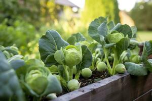 ai généré Frais biologique Bruxelles choux croissance dans le jardin. croissance posséder des fruits, des légumes. ai généré photo