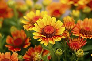 ai généré gaillardia ou couverture fleur. brillant et coloré nuances de chaud tons. ai généré photo