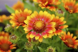 ai généré gaillardia ou couverture fleur. brillant et coloré nuances de chaud tons. ai généré photo