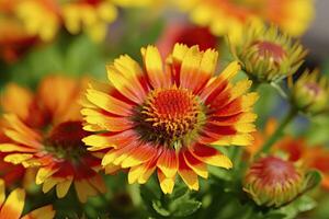 ai généré gaillardia ou couverture fleur. brillant et coloré nuances de chaud tons. ai généré photo