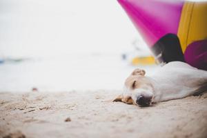 chien endormi sur la plage près du bateau banane photo