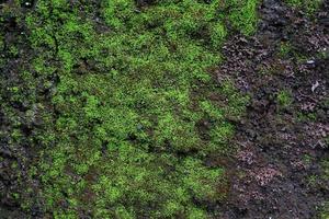 gros plan de la texture de la mousse verte sur le vieux mur pour le fond photo