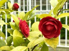 magnifique rouge des roses ou camélia japonica dans le jardin photo