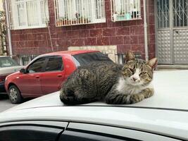 une chat mensonge sur le toit de une voiture, à la recherche à caméra, Istanbul, dinde photo