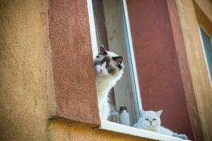 deux pedigree chats ragdoll et Écossais chinchilla asseoir sur le rebord de fenêtre photo