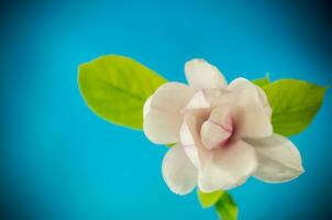 un rose fleur sur une branche de épanouissement magnolia proche en haut photo