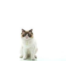 magnifique en bonne santé Jeune ragdoll chat isolé sur blanc photo