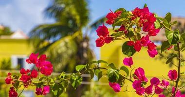 Fleurs roses de bougainvilliers à playa del carmen, Mexique photo