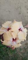 une bouquet de fleurs dans une vase photo