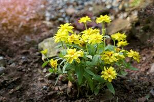 une grappe de zinnia des arbres fleurit avec magnifique Jaune fleurs. le fleurs sont double, avec extérieur pétales en forme de parallélogramme, Jaune en forme de tube pétales. photo