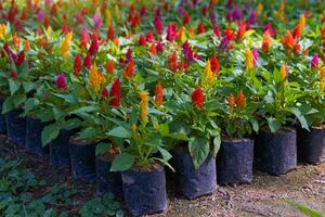 célosie fleur semis il a poilu bractées. empilés fermement dans beaucoup couches, là sont beaucoup couleurs tel comme rouge, orange, rose, Jaune. le fleurs sont petit avec 5 pétales, mince comme papier. photo