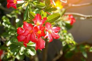 rouge adénium fleurs, pétales connecté ensemble dans une trompette forme, Divisé dans 5 lobe, blanc et rose dans couleur. doux et sélectif se concentrer. photo