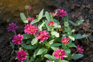 une grappe de zinnia des arbres fleurit avec magnifique rose fleurs. le fleurs sont double, avec extérieur pétales en forme de parallélogramme, Jaune en forme de tube pétales. photo