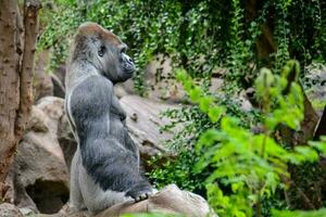 une gorille séance sur une Roche dans le zoo photo