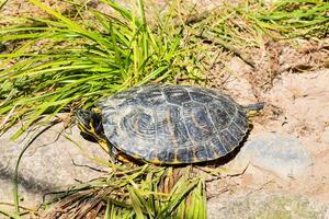 une tortue est séance sur le sol dans le herbe photo