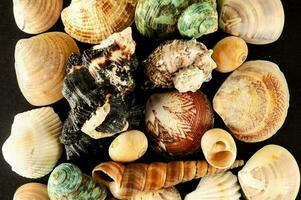 une collection de coquilles sur une noir Contexte photo