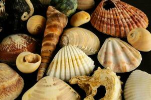 une collection de coquilles sur une noir Contexte photo