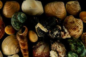 une collection de coquilles sur une noir Contexte photo