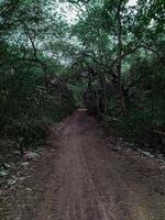 route sombre dans une forêt photo