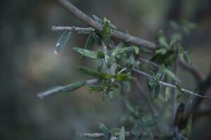 olive plante feuilles photo