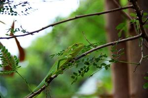 bronchocèle jubata, communément connu comme le crinière forêt lézard, est une espèce de agamide lézard a trouvé principalement dans Indonésie photo