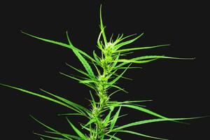 une petite plante de cannabis fleurit. sur fond noir photo