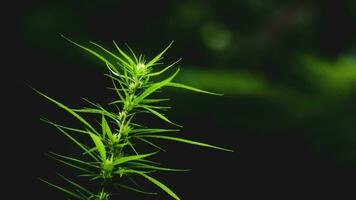 une petite plante de cannabis fleurit. sur fond noir photo