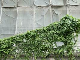 vert lierre feuilles sur une bâtiment Contexte photo