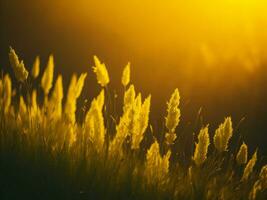 ai généré abstrait doux concentrer le coucher du soleil champ paysage de Jaune fleurs et herbe Prairie chaud d'or heure le coucher du soleil lever du soleil temps. tranquille printemps été la nature fermer et flou forêt Contexte. photo