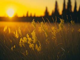 ai généré abstrait doux concentrer le coucher du soleil champ paysage de Jaune fleurs et herbe Prairie chaud d'or heure le coucher du soleil lever du soleil temps. tranquille printemps été la nature fermer et flou forêt Contexte. photo