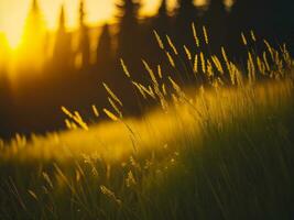 ai généré abstrait doux concentrer le coucher du soleil champ paysage de Jaune fleurs et herbe Prairie chaud d'or heure le coucher du soleil lever du soleil temps. tranquille printemps été la nature fermer et flou forêt Contexte. photo