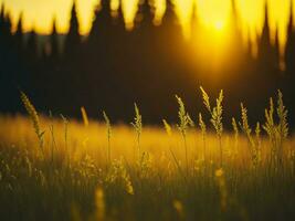 ai généré abstrait doux concentrer le coucher du soleil champ paysage de Jaune fleurs et herbe Prairie chaud d'or heure le coucher du soleil lever du soleil temps. tranquille printemps été la nature fermer et flou forêt Contexte. photo