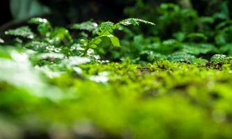 fraîcheur mousse verte et fougères avec des gouttes d'eau poussant dans la forêt tropicale photo