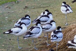 troupeau de pie les avocettes, noir et blanc échassier oiseau photo
