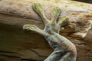 fermer de le le gecko jambe. debout journée gecko, phelsuma debout photo