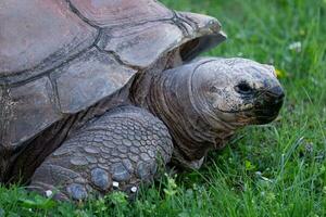 Aldabra géant tortue, aldabrachelys gigantea photo