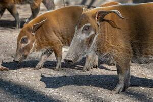 rouge rivière porc, potamochoerus porc à la recherche pour aliments. photo